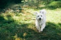 White adorable dog running in forest on sunny day