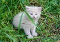 White adorable kitten