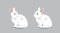White adorable rabbit, Bunny sitting on isolated white background Royalty Free Stock Photo