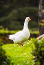 White adult domestic goose in a garden Royalty Free Stock Photo