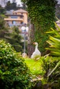 White adult domestic goose in a garden Royalty Free Stock Photo