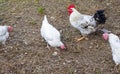 White adult hens and a beautiful rooster walking in the yard