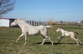 White adult horse and foal running in a grassy field Royalty Free Stock Photo