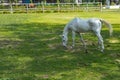 A white adult horse freely grazing grass in open pasture