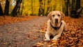 White adult labrador retriever on the leaves in autumn park.