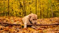 White adult labrador retriever playing with a wooden stick in autumn park. Royalty Free Stock Photo