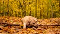 White adult labrador retriever playing with a wooden stick in autumn park. Royalty Free Stock Photo