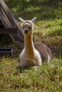 An adult lama in the shade Royalty Free Stock Photo