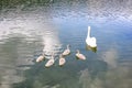 White adult mother swan swimming peacefully with five young on lake Royalty Free Stock Photo