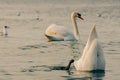A white adult swan ducked into the sea water for fish. On the surface of the water, only the tail and flippers of the swan bird ar Royalty Free Stock Photo