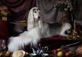 White Afghan hound dog Royalty Free Stock Photo