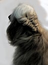 White Afghan Hound got hair braided. Dog long hair. Royalty Free Stock Photo