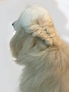 White Afghan Hound got hair braided. Dog long hair. Royalty Free Stock Photo