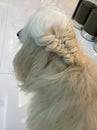 White Afghan Hound got hair braided. Dog long hair. Royalty Free Stock Photo