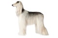 White Afghan hound isolated on white background Royalty Free Stock Photo