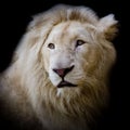 White Africa lion