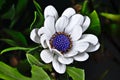 African daisy, White Osteospermum ecklonisis, Dimorphotheca ecklonis, Cape Marguerite,