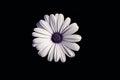 White African daisy or Cape Daisy Osteospermum isolated on black background, top view Royalty Free Stock Photo