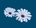 White African daisy flowers on a blue background Royalty Free Stock Photo