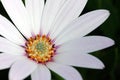 White African Daisy (Osteospermum)