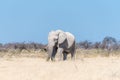 White African elephant, covered with white calcrete dust