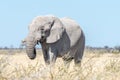 White African elephant, covered with white calcrete dust Royalty Free Stock Photo