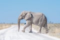 White African elephant, covered with white calcrete dust Royalty Free Stock Photo