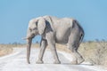 White African elephant, covered with white calcrete dust Royalty Free Stock Photo