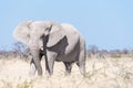 White African elephant, covered with white calcrete dust Royalty Free Stock Photo