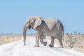 White African elephant, covered with white calcrete dust Royalty Free Stock Photo