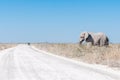 White African elephant, covered with white calcrete dust Royalty Free Stock Photo