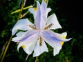 White african iris. Center composition.