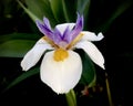 White african iris.