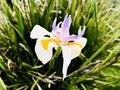 White african iris and leaves.