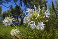 White African Lily Agapanthus praecox flowers in Kirstenbosch.