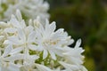 White African Lily