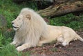 White african lion Royalty Free Stock Photo