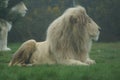 White African Lion - Panthera leo Royalty Free Stock Photo