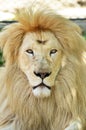 White African lion portrait Royalty Free Stock Photo