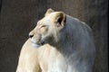 White african lioness