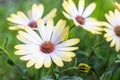 White african moon daisy, oxeye daisy Royalty Free Stock Photo