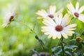 White african moon daisy, oxeye daisy Royalty Free Stock Photo