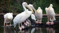 White african Pelicans standing over a log at the shore, fishing in the shore at surf-shore while hunting for food.