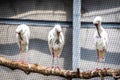 White African spoonbill birds perched on a branch in the zoo Royalty Free Stock Photo