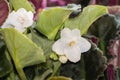 White african violet flowers and leaves Royalty Free Stock Photo