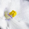 White african violet square Royalty Free Stock Photo