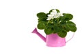 White African Violets Flowers Royalty Free Stock Photo