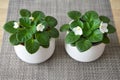 White African violets in pots. Potted houseplants on the table Royalty Free Stock Photo