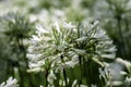 White Agapantha flower, up close, in a garden,