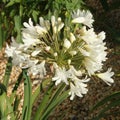 White agapanthus flower